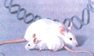 家兔与绵羊的基因奥秘：一场关于染色体和生长激素的研究之旅