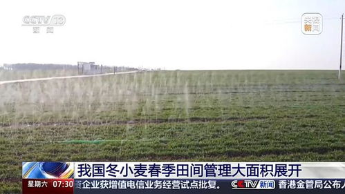 春耕时节，我见证冬小麦田间管理的繁忙景象