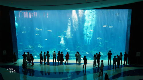探秘水族馆：一场与海洋生物的奇妙邂逅