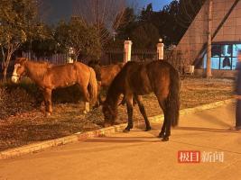 民警用DeepSeek帮迷路马回家：一场科技与人性的温暖碰撞