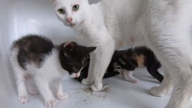 小灰狸的秘密：一个关于坚持与梦想的真实故事