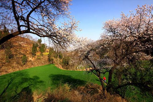 梅花开尽杏花红：他与春天的约定