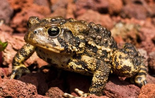 《青蛙与蟾蜍》：我从儿童友谊中领悟到的珍贵人生课