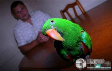 雷军的小米SU7 Ultra订购趣事：鹦鹉绿背后的秘密