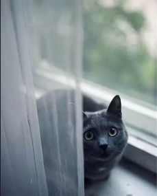 猫咪从10楼窗缝坠亡，主人崩溃自责：一场无法挽回的痛