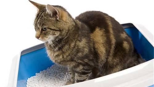 猫咪从10楼窗缝坠亡：一个爱宠人士的深刻反思