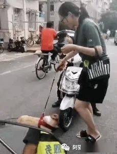 狗狗碰瓷电瓶车：一场让人哭笑不得的“教科书级”表演