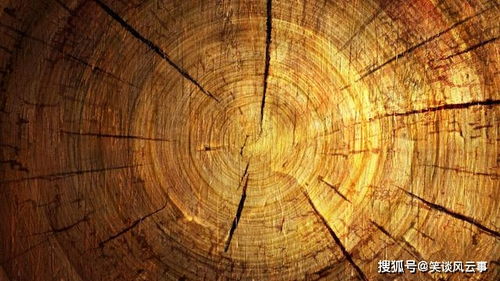 年轮里的光：他与时光的对话