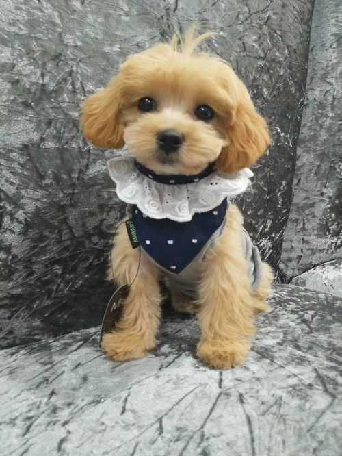 邻居家的狗狗竟是上下班“专车司机”？这个故事太暖心了！