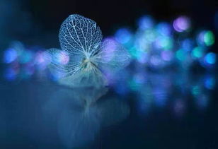 种子的盛放：一段关于梦想与坚持的心灵旅程