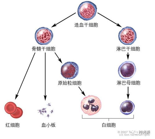 端粒酶互作蛋白：解锁真核细胞长寿密码的神秘钥匙