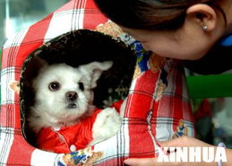 冬天里的宠物温情：与它们共度寒冷时光