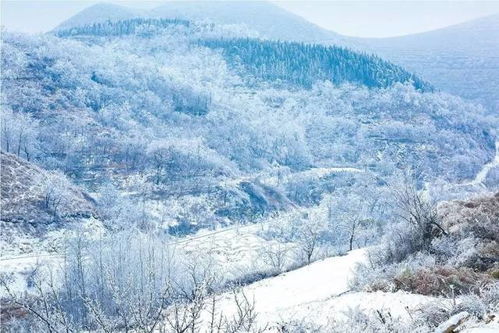 雪落淄博：一场冬日的浪漫邂逅