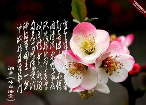 咏白海棠：一段与花的诗意邂逅