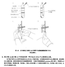 基因枪转染实验：一场微观世界的探索之旅