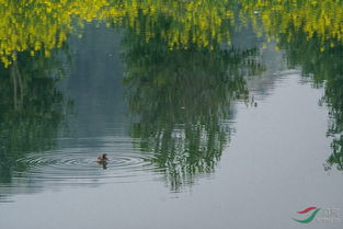 春波涌动，他的故事在简书上悄然绽放