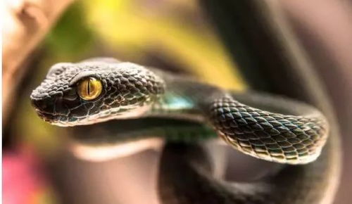 两条蛇的命运：一个关于选择与命运的深刻故事