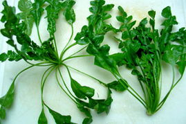 揭秘转座子：小小荠菜背后的神奇基因密码