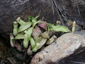 用R语言ggplot2绘制分组折线图，跟着Nature Plants学习数据可视化