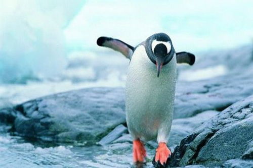 从74克到近1000克：一只小企鹅的逆袭故事