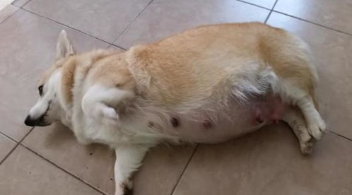 狗妈妈一窝生八只狗崽，带娃生活竟如此暴躁！