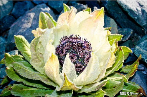 雪莲（三）：他与雪山的不解之缘