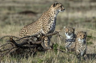 雪豹妈妈的母爱：为保护幼崽，她独自与公豹搏斗