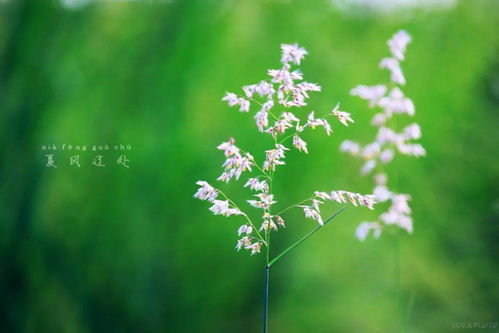疏阴碎落夏风来：一场夏日里的静谧邂逅