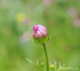 春天的样子：他眼中的生机与希望