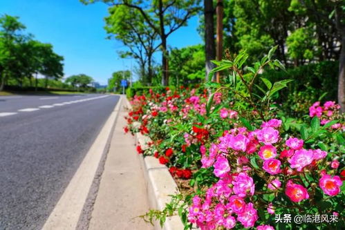 鲜花盛开的路：一段关于成长与梦想的旅程
