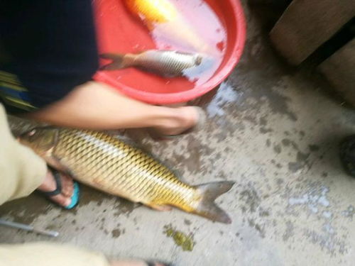 男子景区“顺走”六斤大鲤鱼，背后真相令人深思