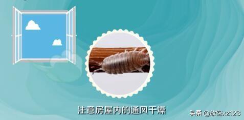 灭除潮虫的小妙招，让家瞬间清新无异味！