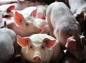 猪吃砂糖橘会变蓝？央农辟谣背后的故事