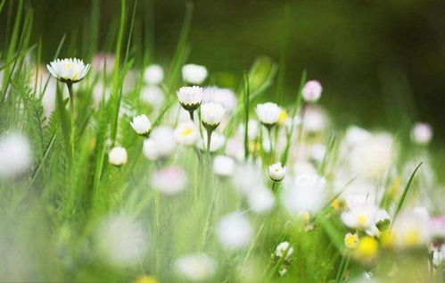 【现代诗歌】《春，你真的来了》（原创）