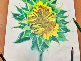 从零开始的彩铅画之旅：115天的蜕变