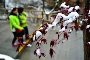 一夜春回冬：他与季节的奇妙邂逅