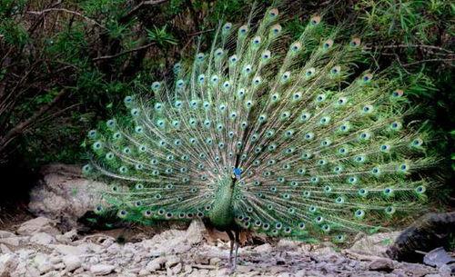 孔雀记（卷十六）：一段鲜为人知的传奇旅程