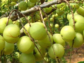 油柑美式：从苦涩到回甘的奇妙之旅