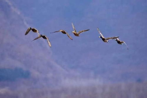 追寻心灵的归宿：与雁北飞同行