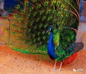 九鱼戏水，孔雀开屏：工笔画中的“富贵密码”与收藏价值