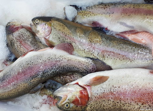 吃过最好吃的鱼是什么鱼？一次难忘的味蕾之旅