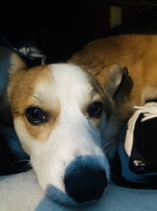 寻狗启示：一只狗狗引发的温暖故事