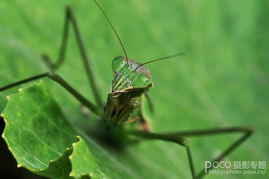 为什么蓝色和绿色总让人傻傻分不清楚？