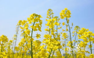 春天的浪漫：与油菜花海邂逅的美好时光