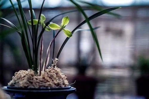 男子深山采挖19株兰花被当场抓获，背后竟是国家重点保护植物的严酷现状