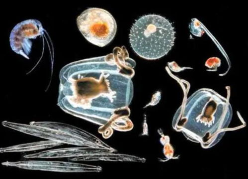 探索微生物世界的秘密：Kraken2助力揭秘嗜盐微生物群落