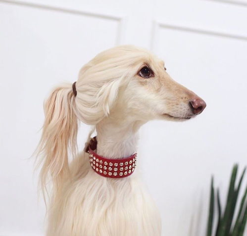 关于全国禁养犬大型犬名录的建议与思考