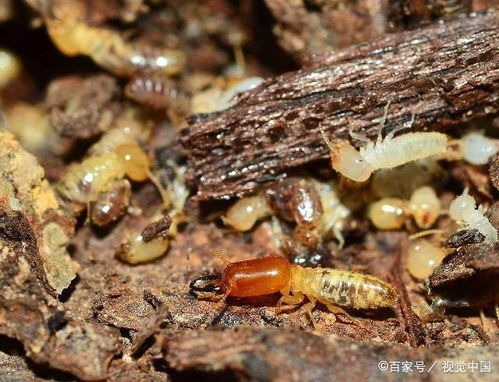 家里有白蚁怎么能彻底消灭？亲测有效的方法大公开