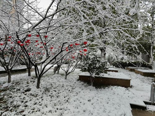 春雪落江城：一场与春天的浪漫邂逅