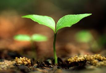 揭秘那些能染出色彩斑斓的植物天然染料